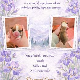 Iris - Red female Pembroke Welsh Corgi puppy in Plains, Montana from Diamond Corgis