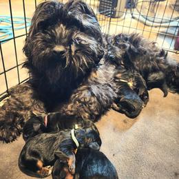 Lady - Cavapoo