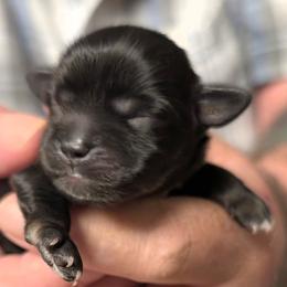 Michael - Black male Lhasa Apso puppy in Fort Worth, Texas from Cynthia's Lhasa Apsos