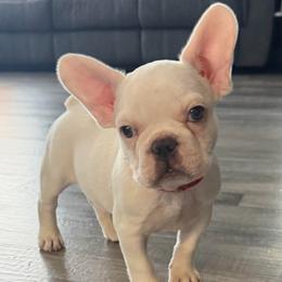 Buck - White male French Bulldog puppy in Franklin, Pennsylvania from Falco’s Frenchies