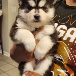 Girl #2 (💚) Luna - Black and white Pomsky puppy in Norfolk, Virginia from 'Brick'House Couture Pomskies