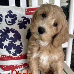 Darla - Apricot female Australian Labradoodle puppy in Eastover, North Carolina from Joyful Hearts Australian Labradoodles