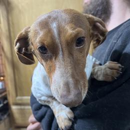Comet - Dachshund