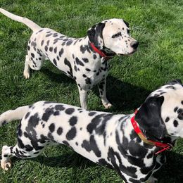 Dalmatians from Siren-Super Sport Dalmatians