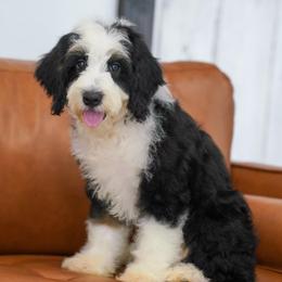 Cosmo - Tri-color male Bernedoodle puppy in Dundee, Ohio from Down Home Doodle