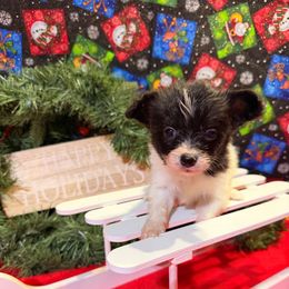 Tinsel - White and black male Papillon puppy in Joshua, Texas from Summertime Kennels