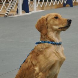 Golden Retrievers from Roberta's Goldens