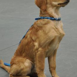 Golden Retrievers from Roberta's Goldens