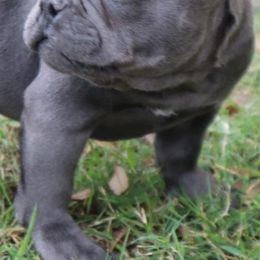 French Bulldogs from Nola Boy Frenchies