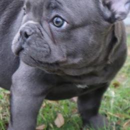 French Bulldogs from Nola Boy Frenchies