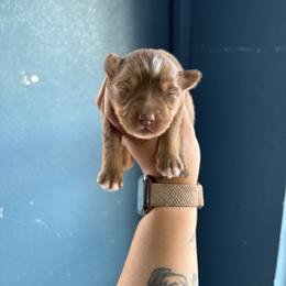Girl 3 - Red tri-color female Australian Shepherd puppy in Lubbock, Texas from REKN’ Kennel Aussies
