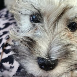 Patty - Schnoodle puppy from Smart Schnauzers & Schnoodles