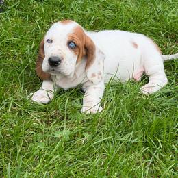 Male 2 - Mahogany and white male Basset Hound puppy in Manchester, Tennessee from Middle TN Leopard Catahoulas and Middle TN Bassett Hounds