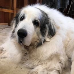 Pyrenean Mastiff All Grown Up from SaddleDog Farm