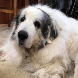 Pyrenean Mastiff All Grown Up from SaddleDog Farm