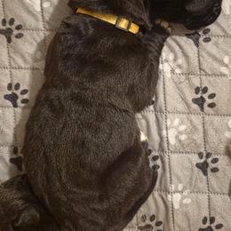 Gia - Black female Spanish Mastiff puppy in Prosperity, Pennsylvania from Prosperity Guardians