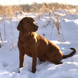 Forest - Labrador Retriever