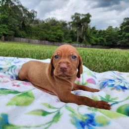 Vizsla Puppies from Countryside Vizslas