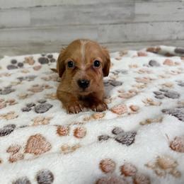 Bentley - Red male Dachshund puppy in Merced, California from JBDKennel
