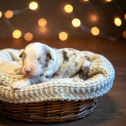 Slate Varnadore - Red merle male Australian Shepherd puppy in Statesville, North Carolina from Charming Australian Shepherds