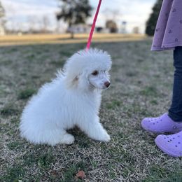 Penny - Poodle