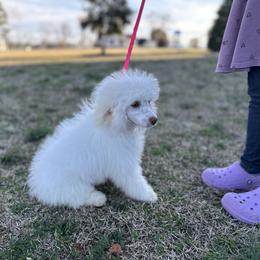 Penny - Poodle