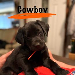 Cowboy, Orange Male - Black male Labrador Retriever puppy in Moore, Oklahoma from Okiehuntinboyz Labrador Retrievers
