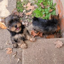 Great Dane and Yorkshire Terrier Puppies from Chuck City Danes
