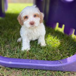 Bravo - Caramel cream male Australian Labradoodle puppy in Calhoun, Louisiana from Arrowhead Australian Labradoodles