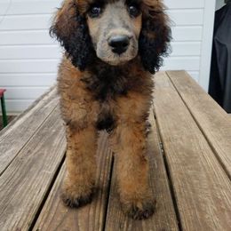 Poodle Puppies from Caney Creek Kennel & Grooming