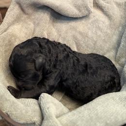 Mary - Parti female Labradoodle puppy in Bruceton Mills, West Virginia from Adonai Ra'ah Farms