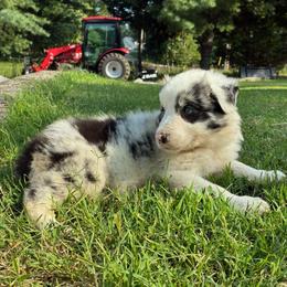 Brandy-blue Merle - Blue merle female Border Collie puppy in Chattanooga, Tennessee from Ross Vegas Kennels