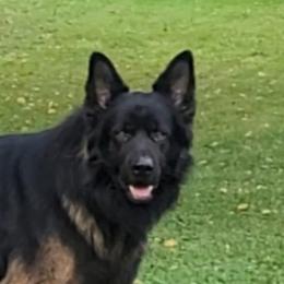Brutus - German Shepherd