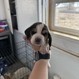 Boy 5 - Black brown and white male Basset Hound puppy in Las Animas, Colorado from J&D Dachsies