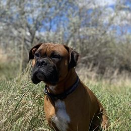 Axel - Boxer