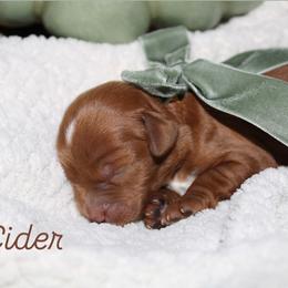 Cider - Red  male Goldendoodle puppy in Trenton, Tennessee from Pickard’s country Golden doodles