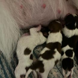 Boy 2 - Tri-colored male Pomeranian puppy in Maplefalls, Washington from Snow peak poms