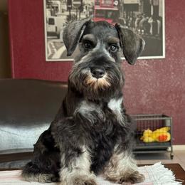 Mr Green - Salt and pepper male Miniature Schnauzer puppy in Wildomar, California from My Angel Schnauzers