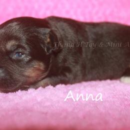 Anna - Black tri female Toy Australian Shepherd puppy in Godley, Texas from Flying H Toy and Mini Aussies