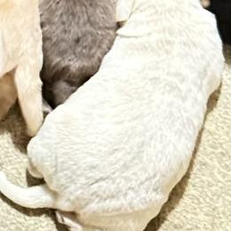 Rigger - Yellow male Labrador Retriever puppy in Worland, Wyoming from Wind River Labrador’s