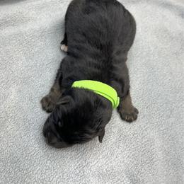 Boy 5 - Black and tan male German Shepherd puppy in Sharon Grove, Kentucky from Julie’s Shepherds