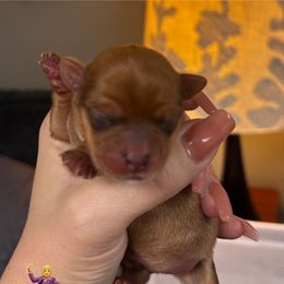 Levi - Chocolate male Morkie puppy in Winston Salem, North Carolina from Patty’s Paws