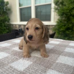 Charlie - Cream male Dachshund puppy in Menifee, California from Dachshunds in SoCal