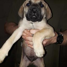 Lazarus - Fawn Mastiff puppy in Dowagiac, Michigan from Flanders Kennels LLC