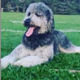 Logan - Assorted Doodle Crosses