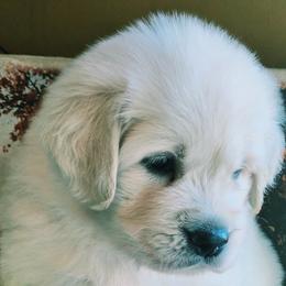 PISTACHIO COLLAR GIRL - Light golden female Golden Retriever puppy in Terre Haute, Indiana from Fiddle In Gold Retrievers