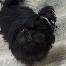 Dahlia - Shih Tzu