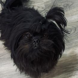 Dahlia - Shih Tzu