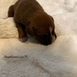 Girl 1 - Fawn female Boxer puppy in White Hall, Maryland from Beaut Boxers