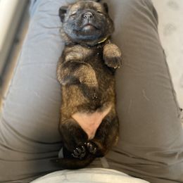 Yellow-Zombie - Sable female German Shepherd puppy in Medical Lake, Washington from Nine Realms German Shepherds